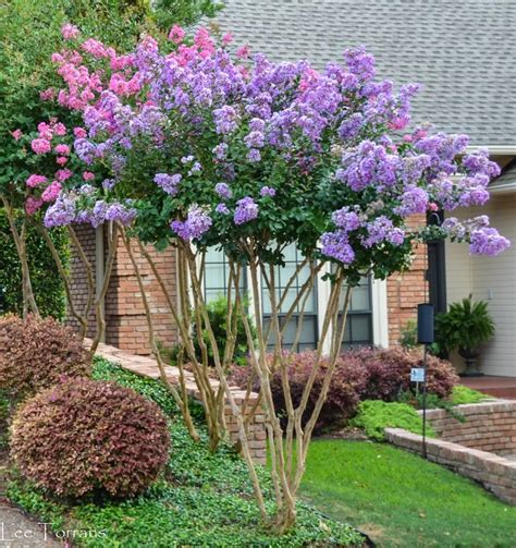 The History and Origin of Crepe Myrtle Purple Spell
